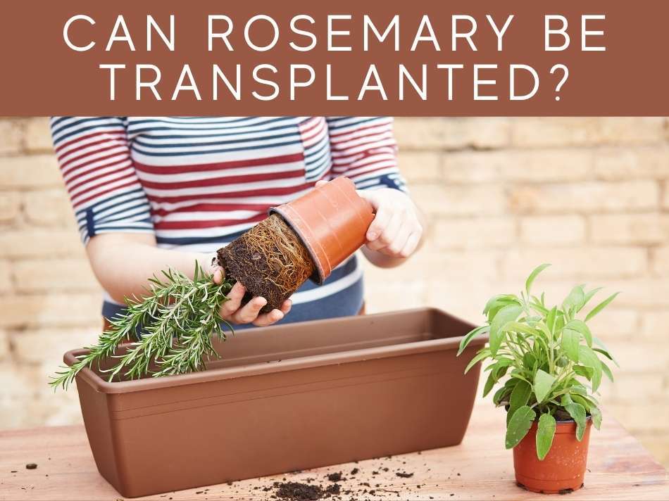 Can Rosemary Be Transplanted?