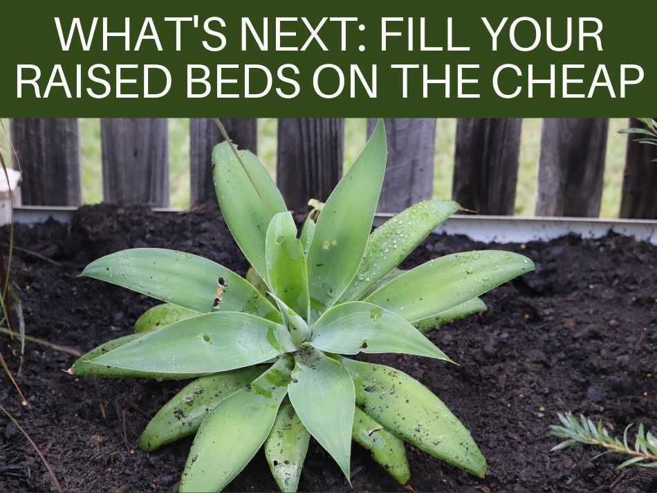 What's Next: Fill Your Raised Beds On The Cheap
