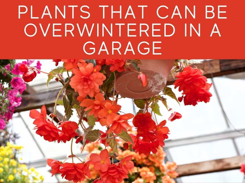 Plants That Can Be Overwintered In a Garage