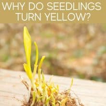 Why Do Seedlings Turn Yellow? Why Do Seedlings Turn Yellow?