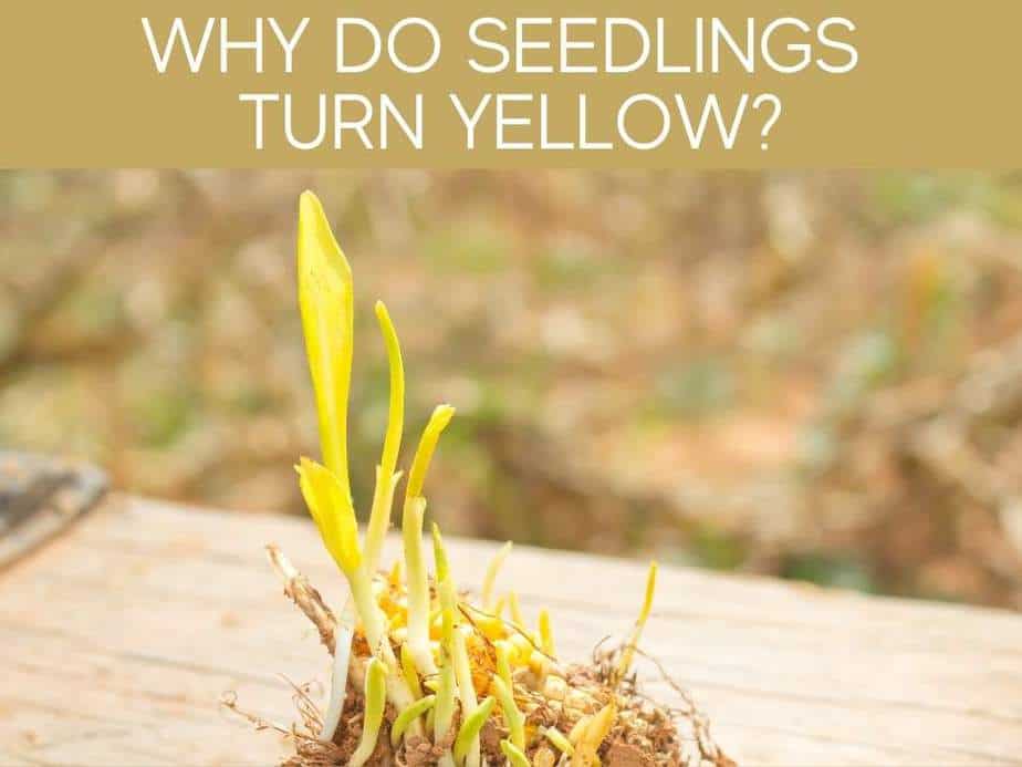 Why Do Seedlings Turn Yellow?