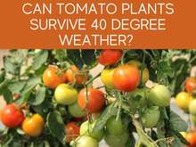 Can Tomato Plants Survive 40 Degree Weather? Can Tomato Plants Survive 40 Degree Weather?