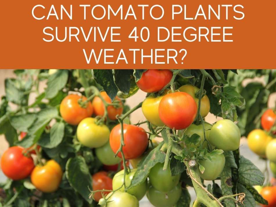 Can Tomato Plants Survive 40 Degree Weather?