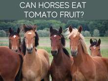 Can Horses Eat Tomato Fruit? Can Horses Eat Tomato Fruit?