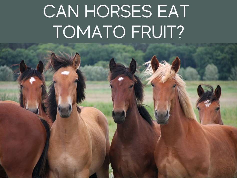 Can Horses Eat Tomato Fruit?