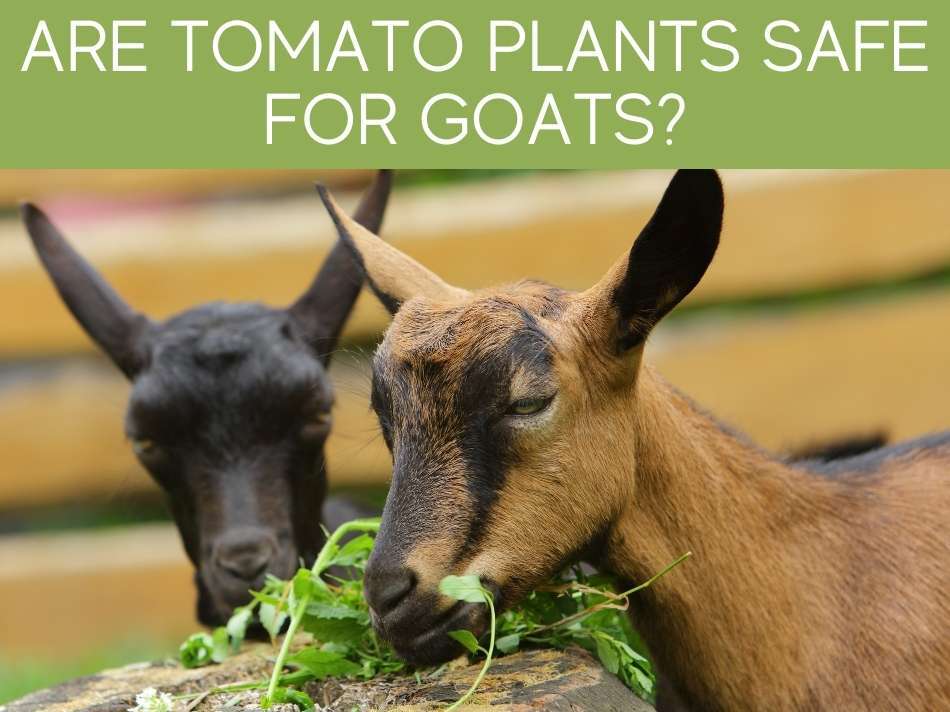 Can Goats Eat Tomato Plants?
