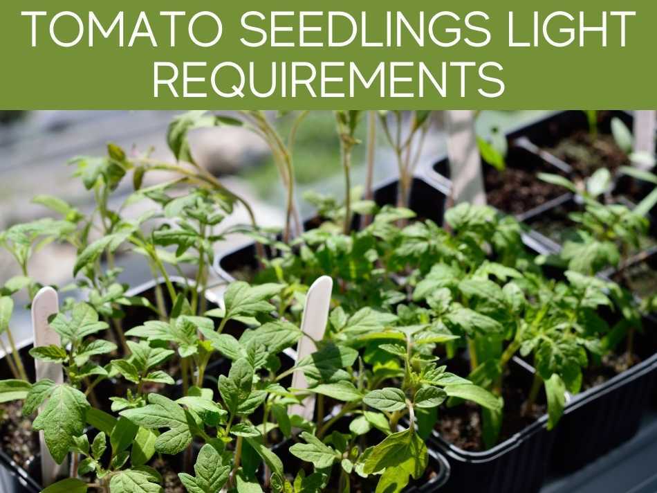 How Much Sunlight Do Tomato Seedlings Need?