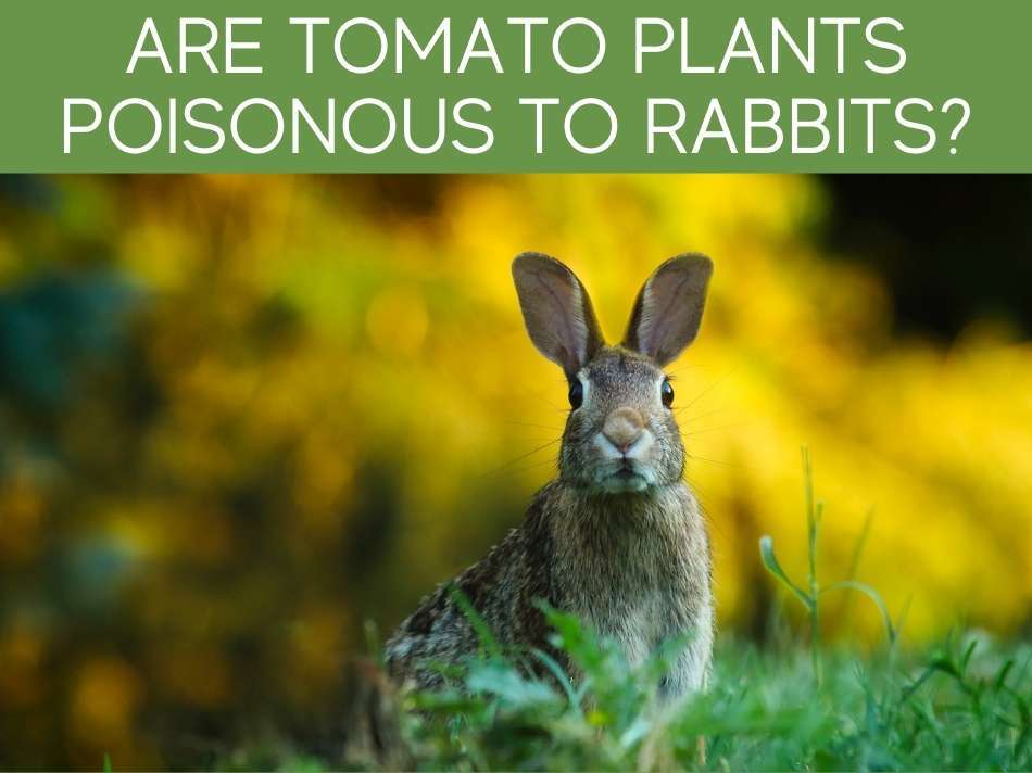 Are Tomato Plants Poisonous To Rabbits?
