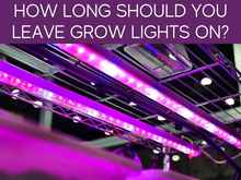 How Long Should You Leave Grow Lights On?