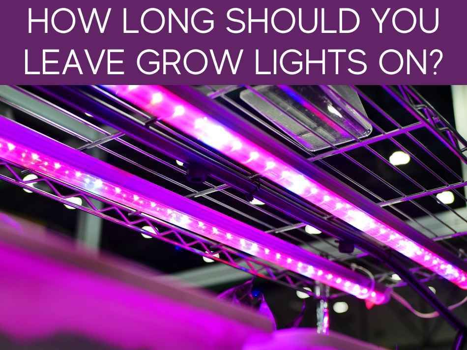 How Long Should You Leave Grow Lights On?