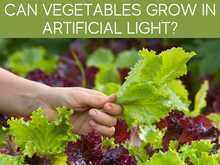 Can Vegetables Grow In Artificial Light? Can Vegetables Grow In Artificial Light?