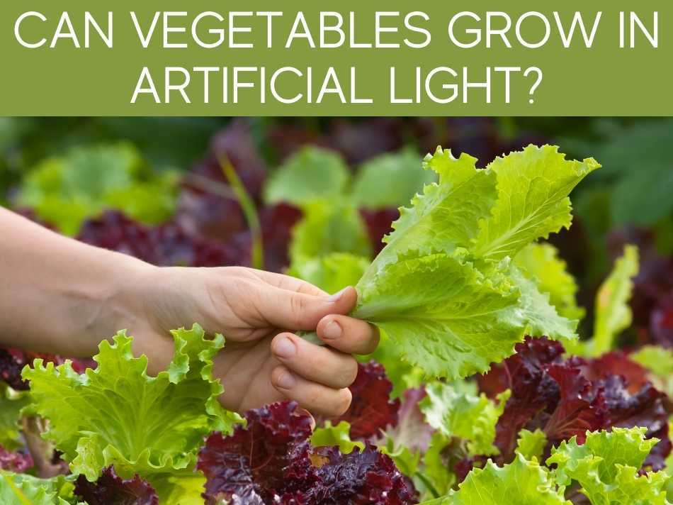 Can Vegetables Grow In Artificial Light?