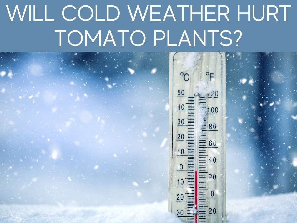 Will Cold Weather Hurt Tomato Plants?