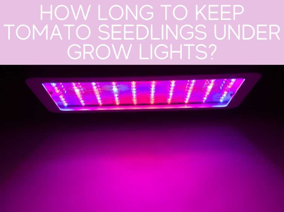 How Long To Keep Tomato Seedlings Under Grow Lights?