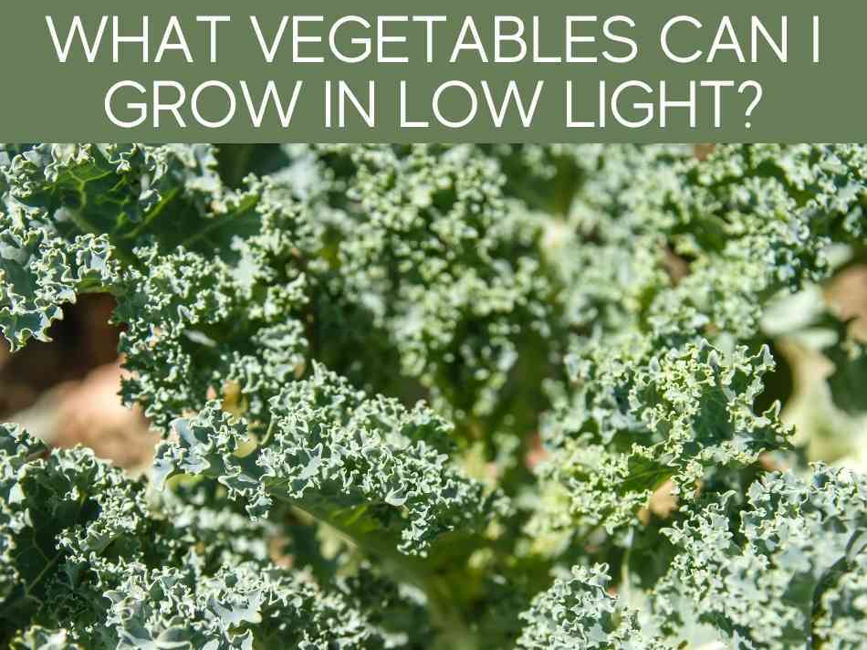 What Vegetables Can I Grow In Low Light?