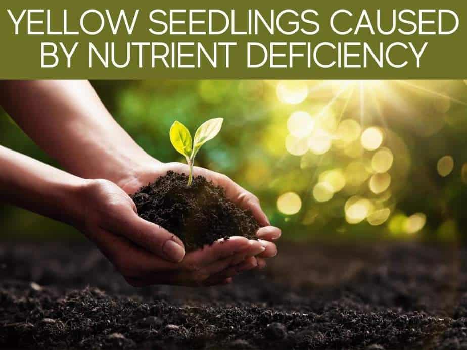 Yellow Seedlings Caused By Nutrient Deficiency