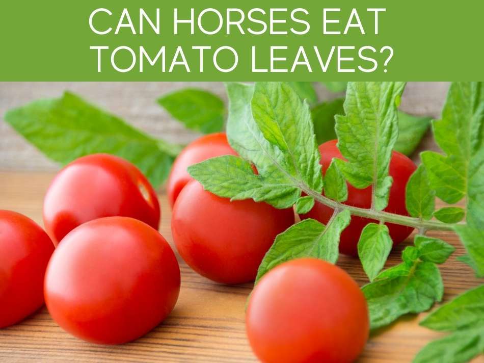 Can Horses Eat Tomato Leaves?