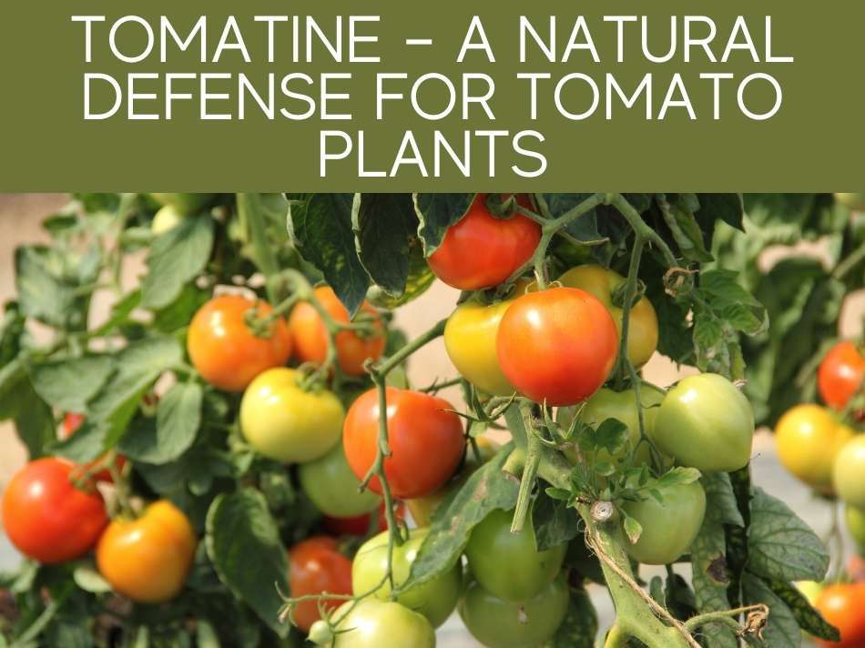 Tomatine - A Natural Defense For Tomato Plants