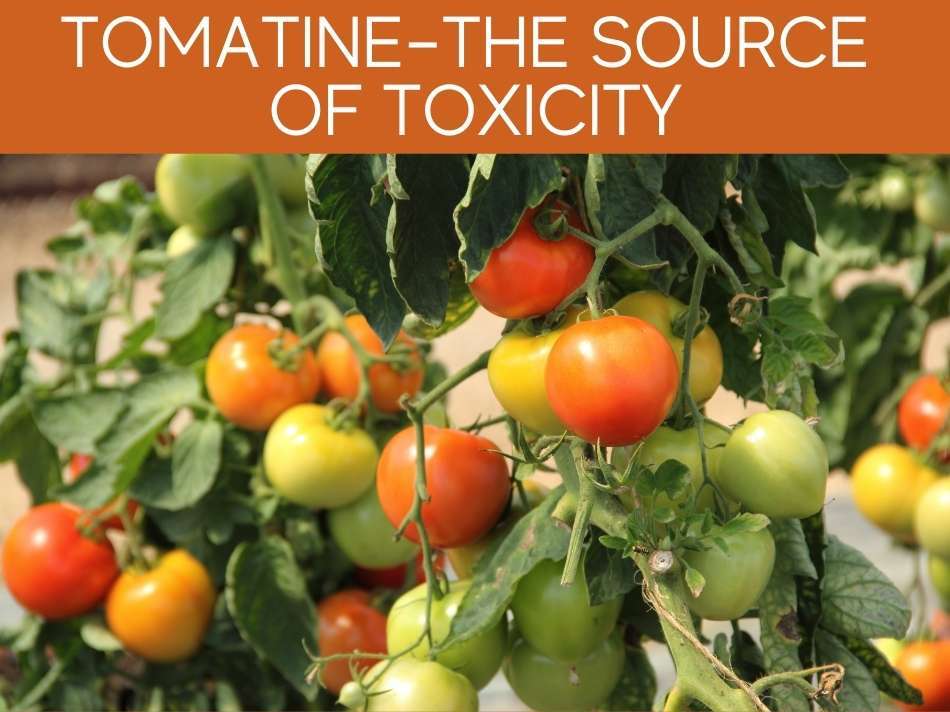 Tomatine- The Source Of Toxicity