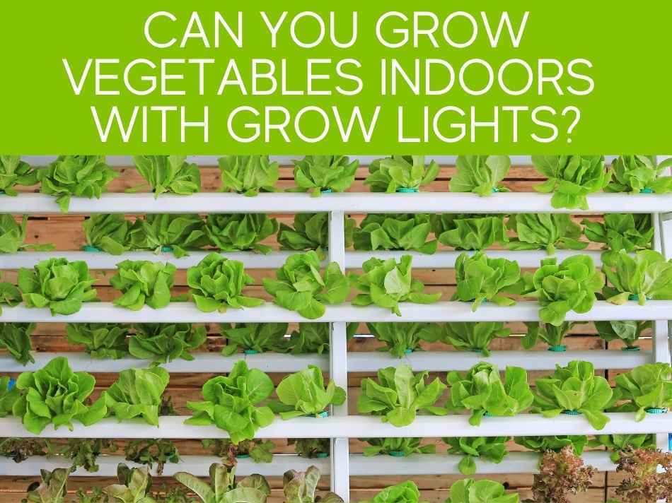 Can You Grow Vegetables Indoors With Grow Lights?