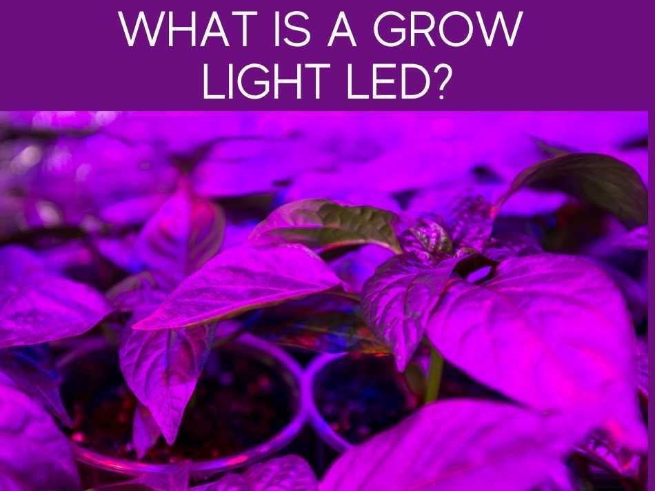 What Is A Grow Light LED?