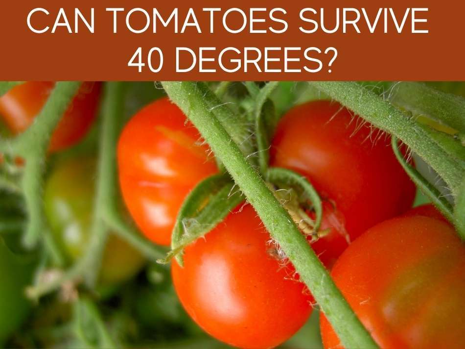 Can Tomatoes Survive 40 Degrees?