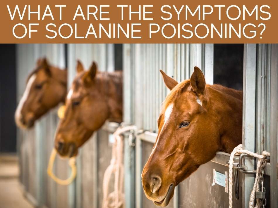 What Are The Symptoms Of Solanine Poisoning?