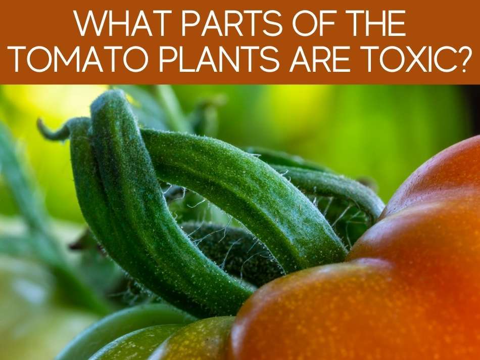 What Parts Of the Tomato Plants Are Toxic?