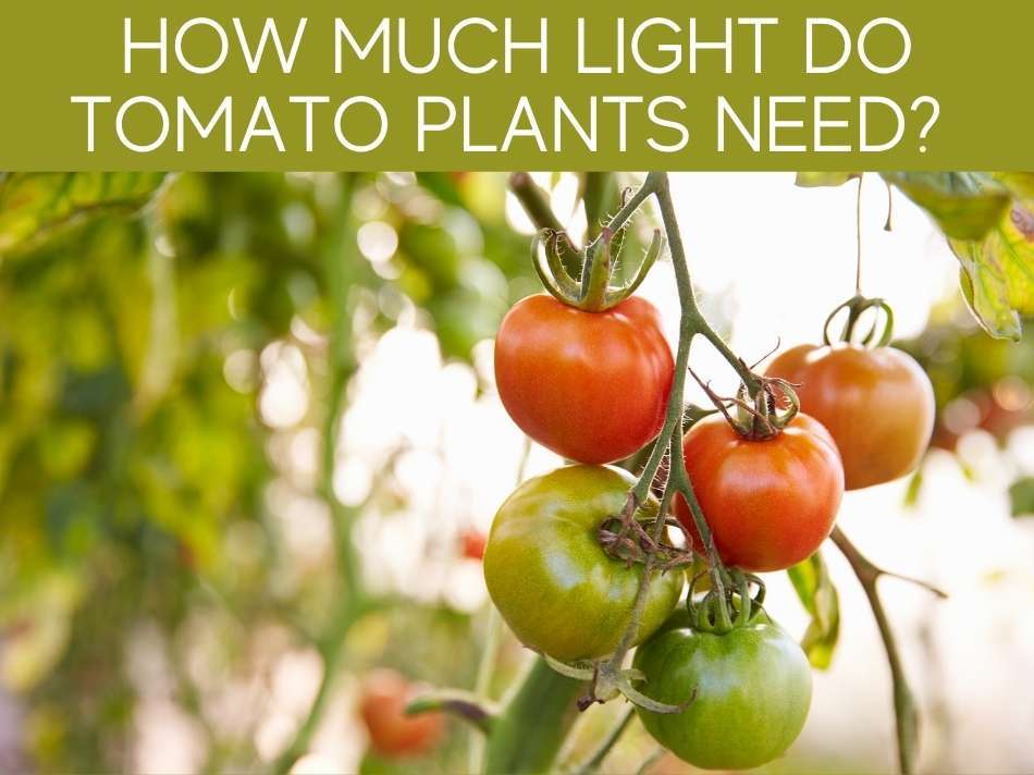 How Much Light Do Tomato Plants Need?