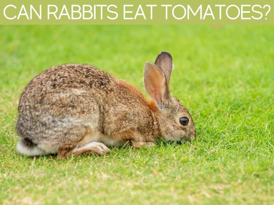 Can Rabbits Eat Tomatoes?