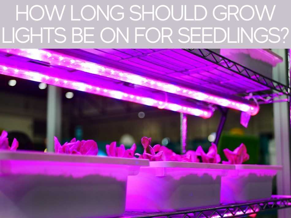 How Long Should Grow Lights Be On For Seedlings?