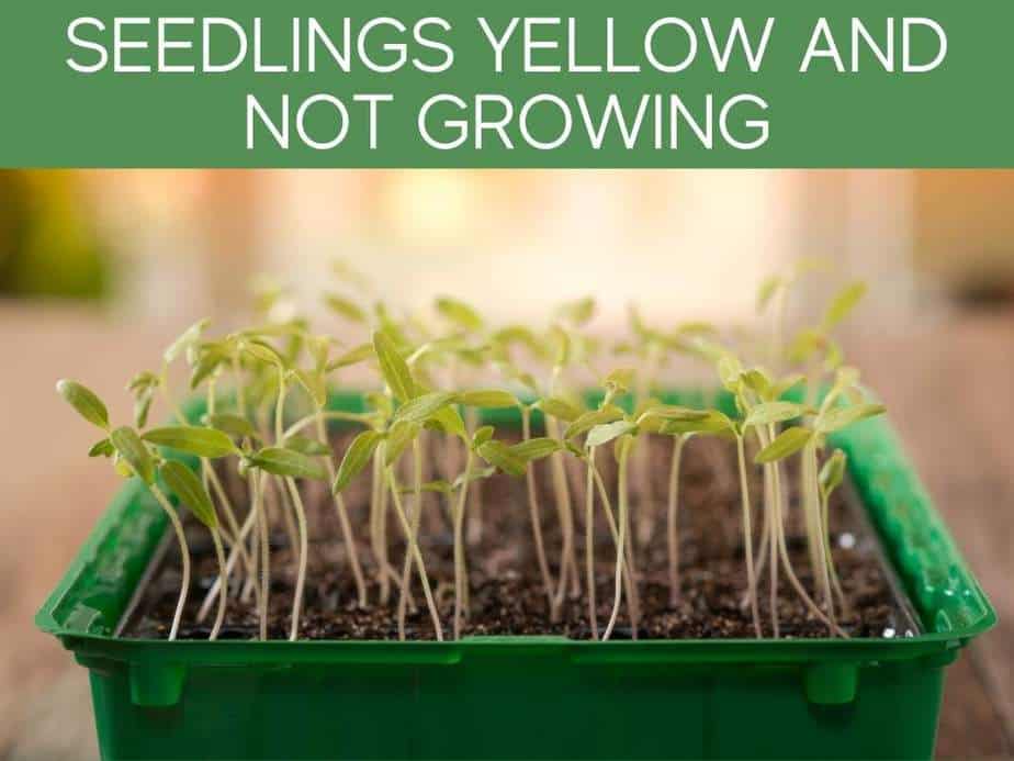 Seedlings Yellow And Not Growing