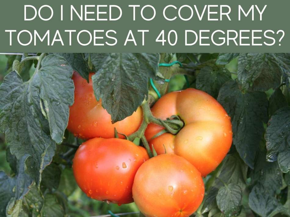 Do I Need To Cover My Tomatoes At 40 Degrees?