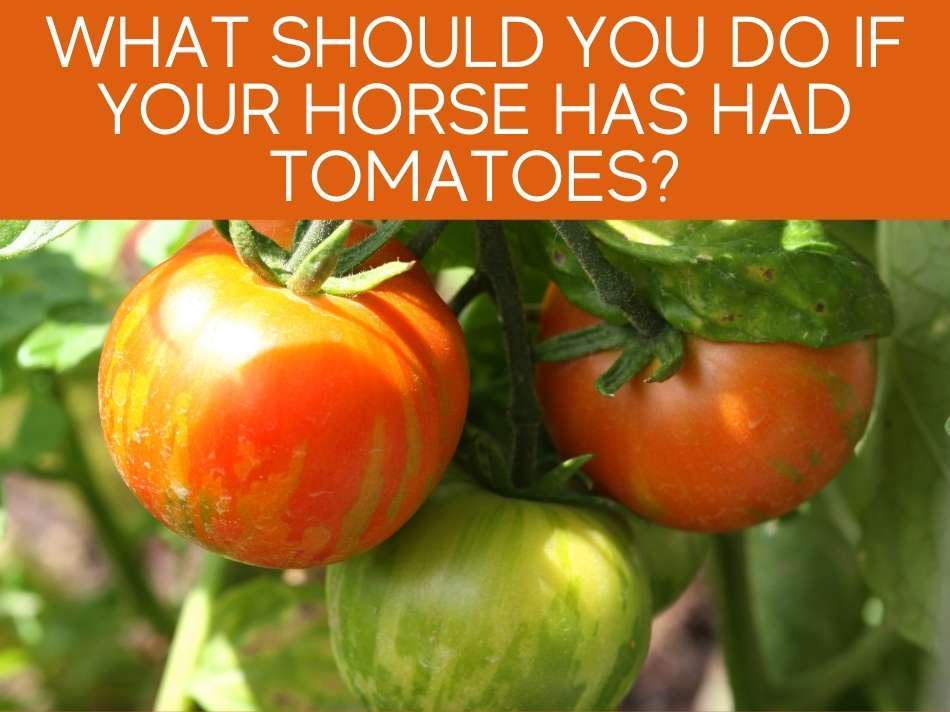 What Should You Do If Your Horses Has Had Tomatoes?