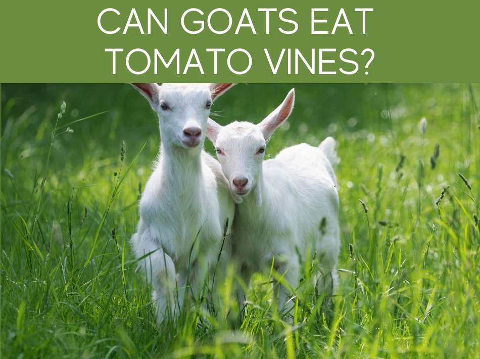 Can Goats Eat Tomato Vines?