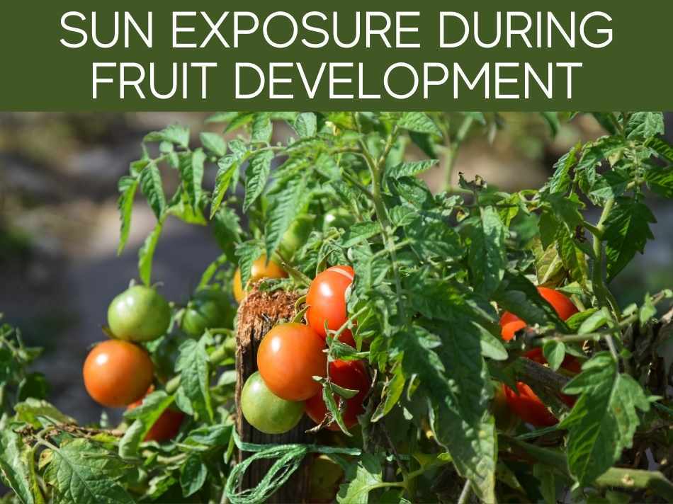 Sun Exposure During Fruit Development