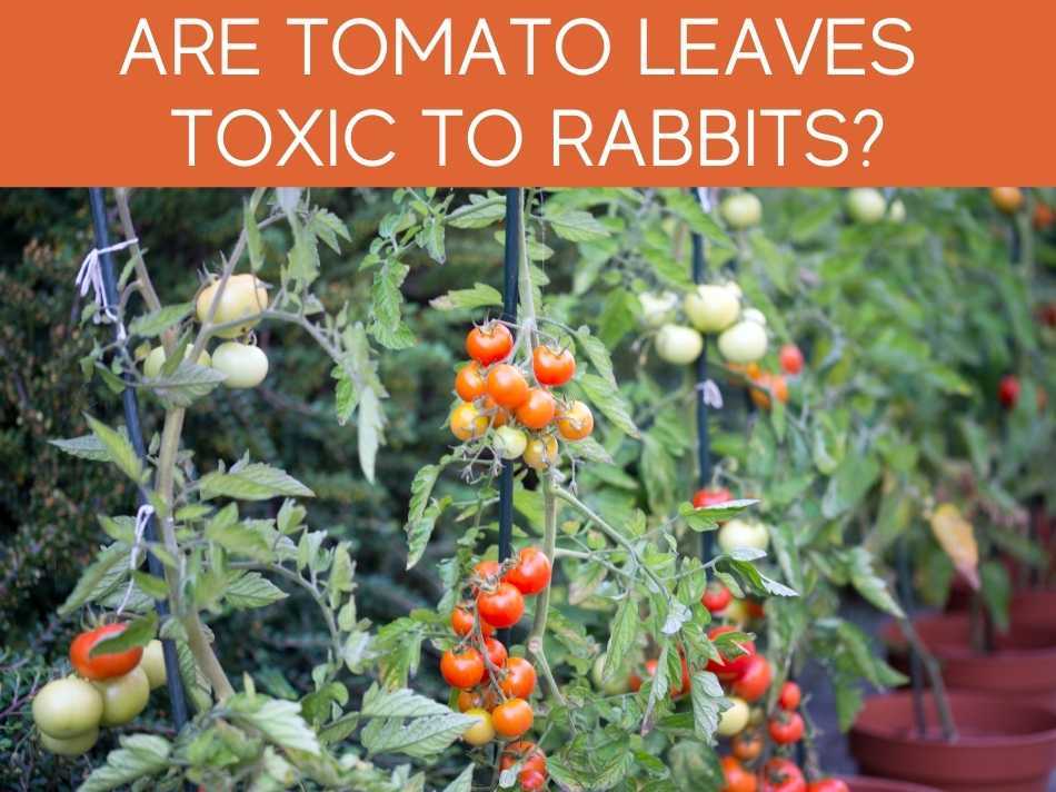 Are Tomato Leaves Toxic To Rabbits?