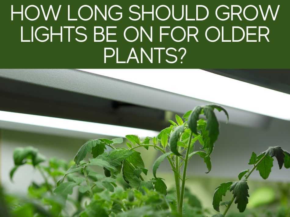 How Long Should Grow Lights Be On For Older Plants?