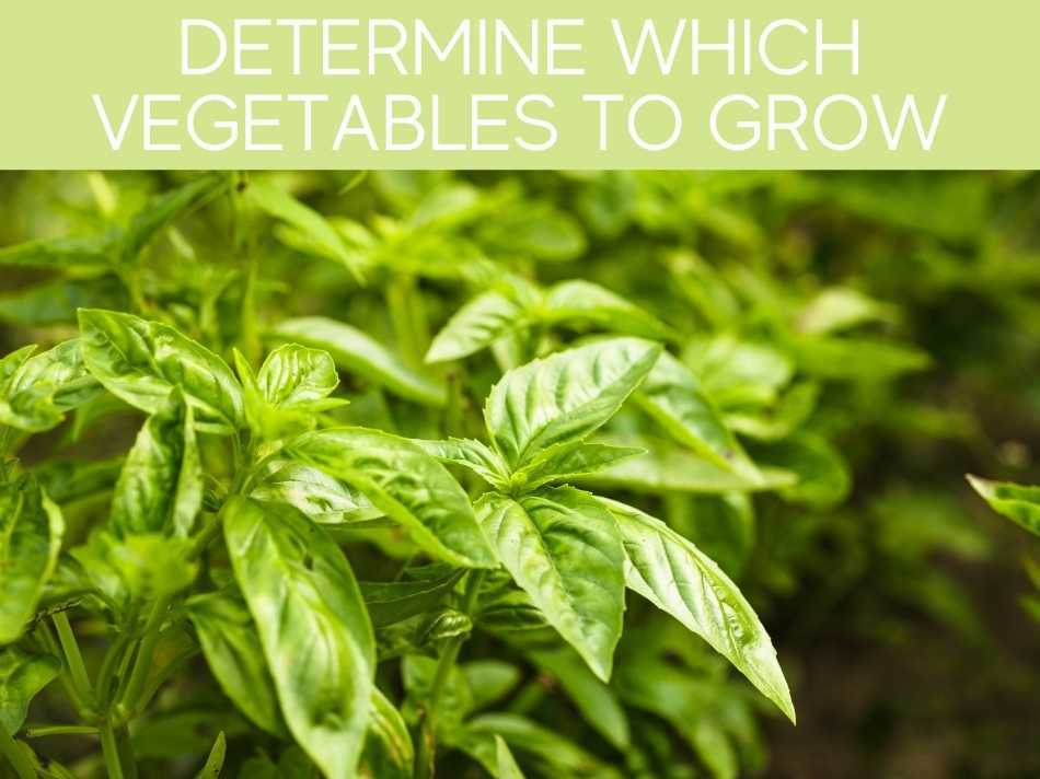 Determine Which Vegetables To Grow