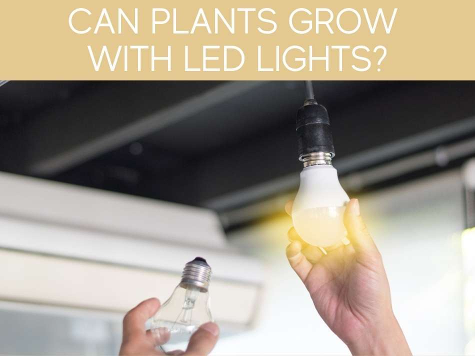 Can Plants Grow With LED Lights?