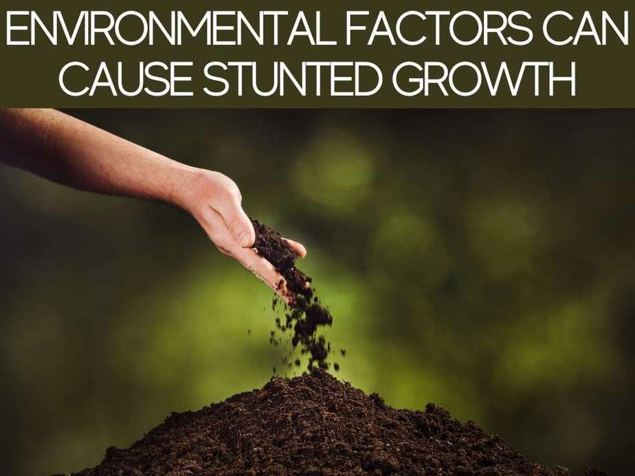 Environmental Factors Can Cause Stunted Growth