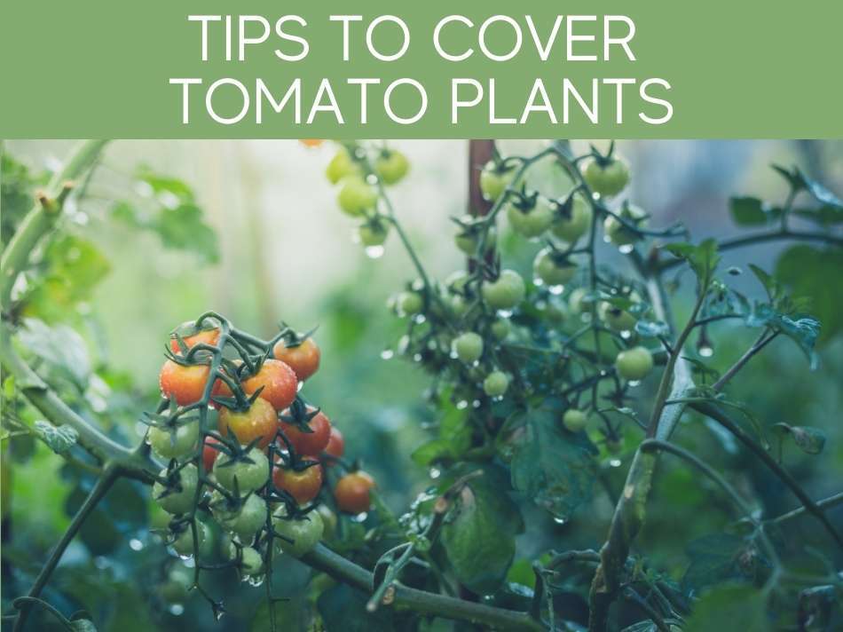 Tips To Cover Tomato Plants