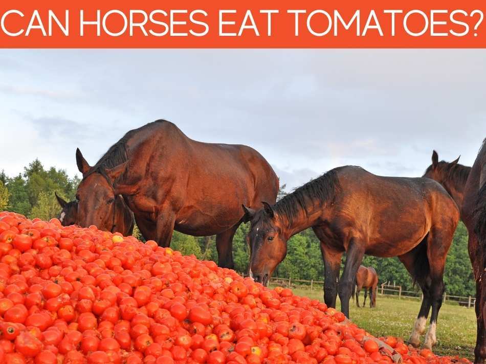 Can Horses Eat Tomatoes?