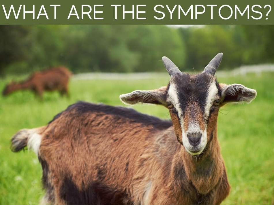 What Are The Symptoms?