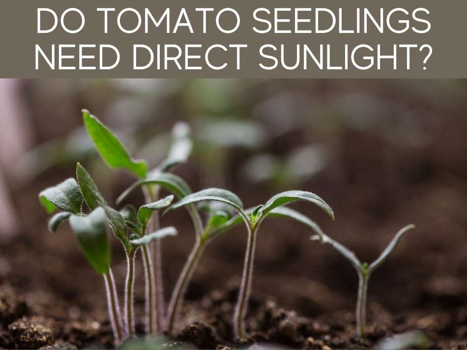 Do Tomato Seedlings Need Direct Sunlight?