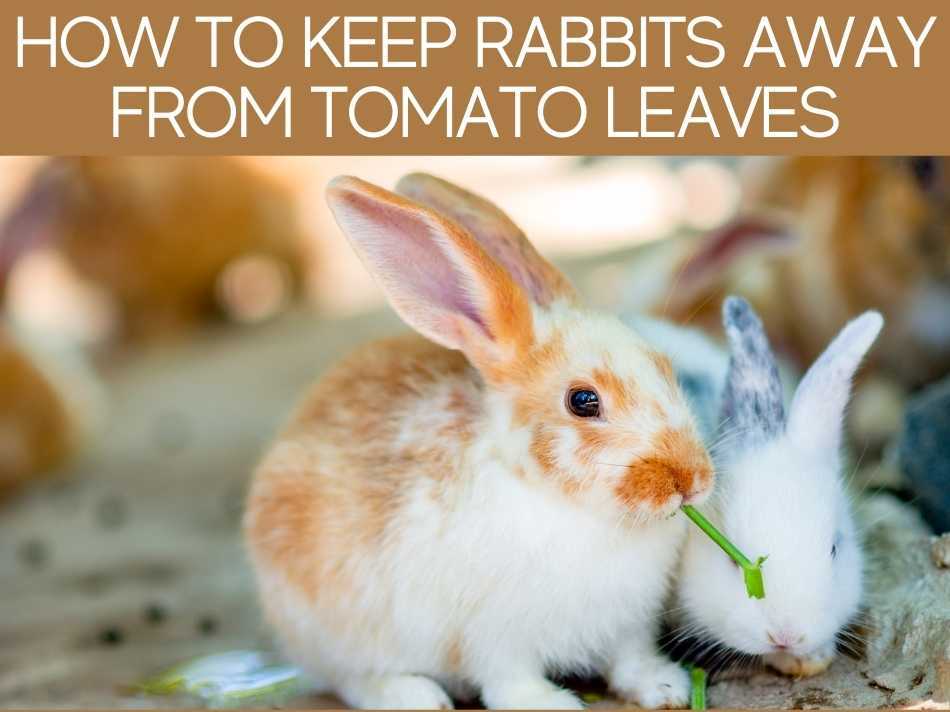 How To Keep Rabbits Away From Tomato Leaves