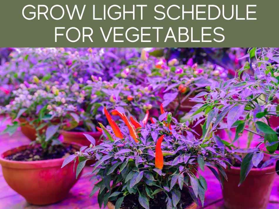 Grow Light Schedule For Vegetables