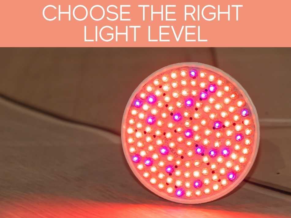 Choose The Right Light Level