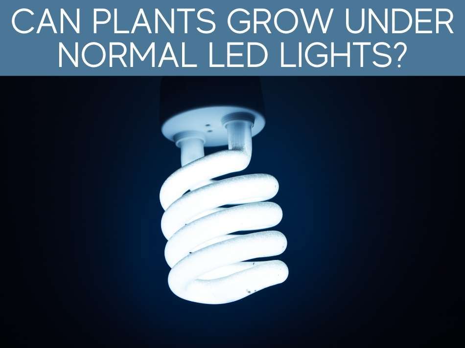 Can Plants Grow Under Normal LED Lights?