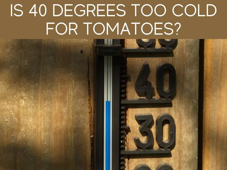 Is 40 Degrees Too Cold For Tomatoes?